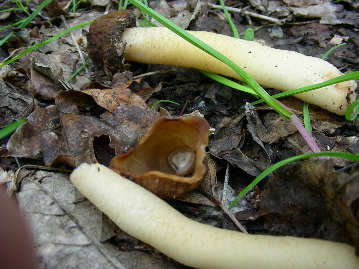 647 Aprile vecchio ritrovamento